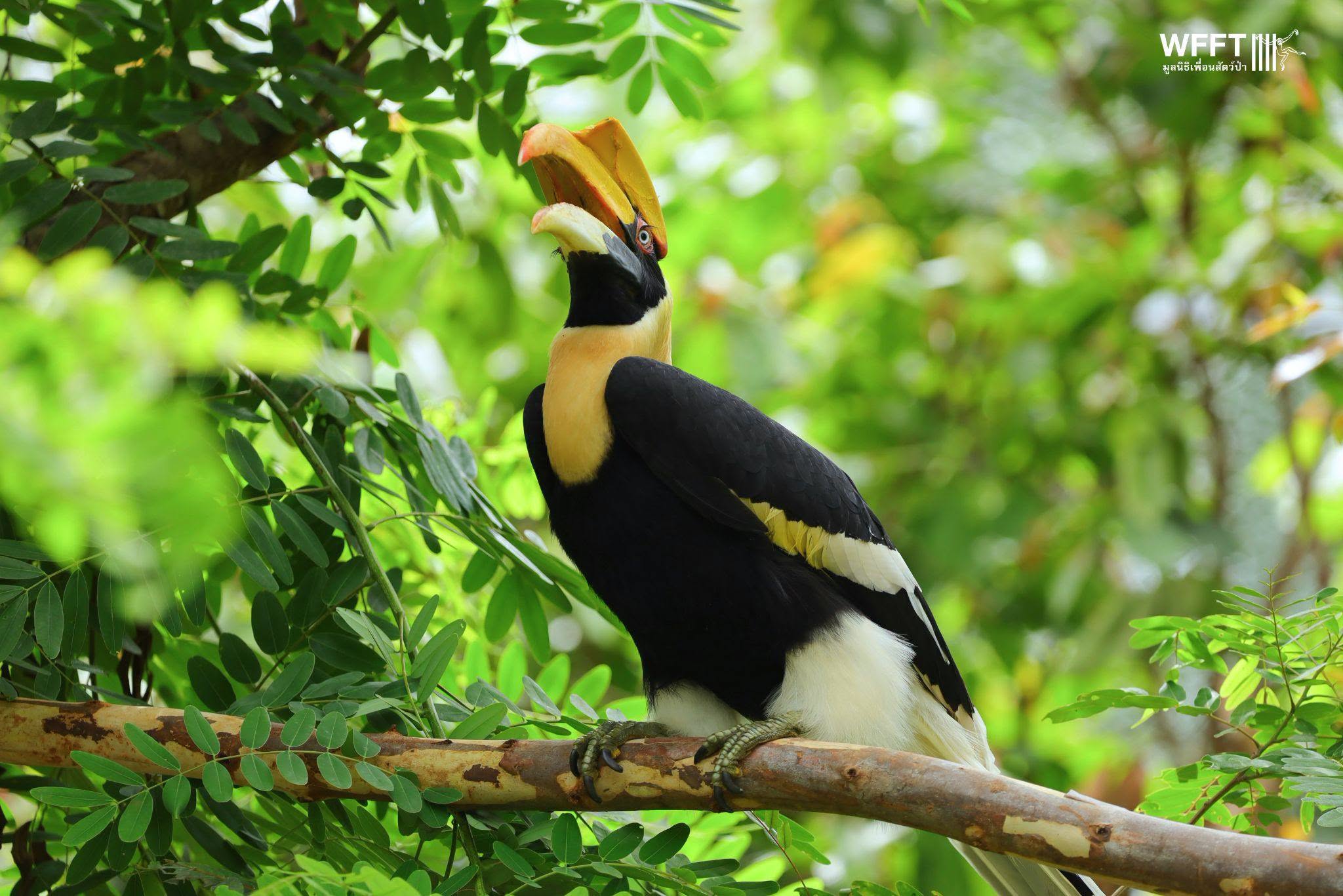 Welkom bij Wildlife Friends International.