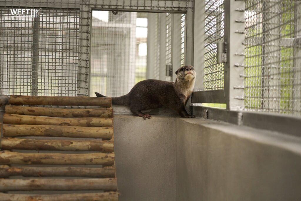 otter-wfft