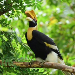 Welkom bij Wildlife Friends International.